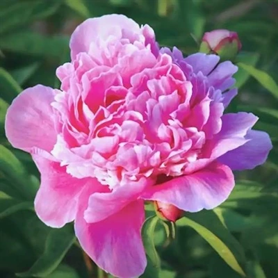 Peony Growing Environment